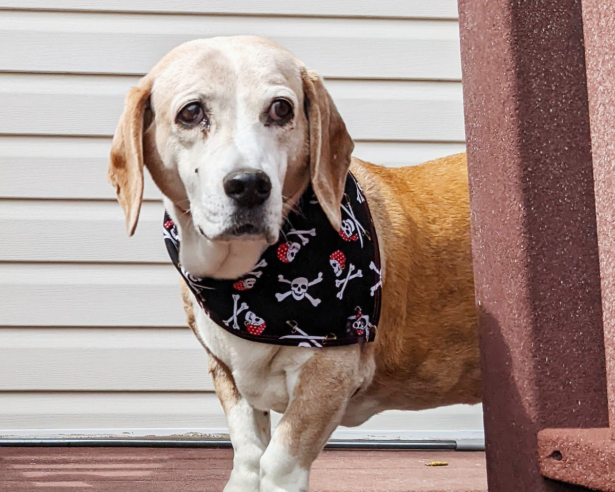 Dog pirate clearance bandana