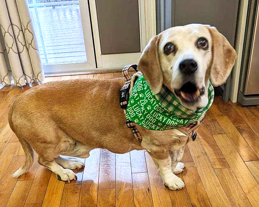 Lucky Dog Reversible Cotton Bandana – Pet-ticular Petz