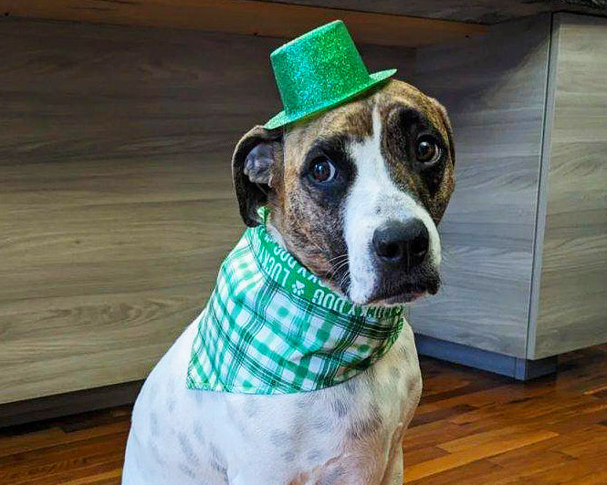 Lucky Dog Reversible Cotton Bandana – Pet-ticular Petz